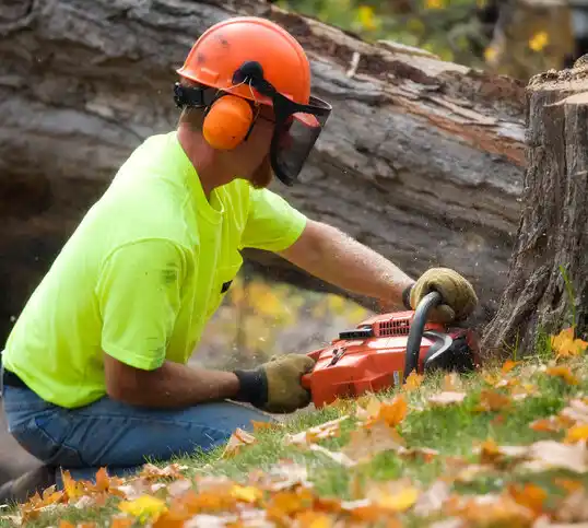 tree services Holgate